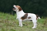 JACK RUSSEL 209